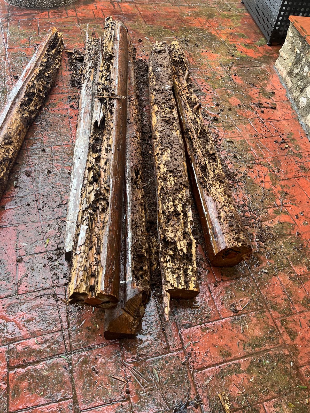 Madera podrida en interior de viga