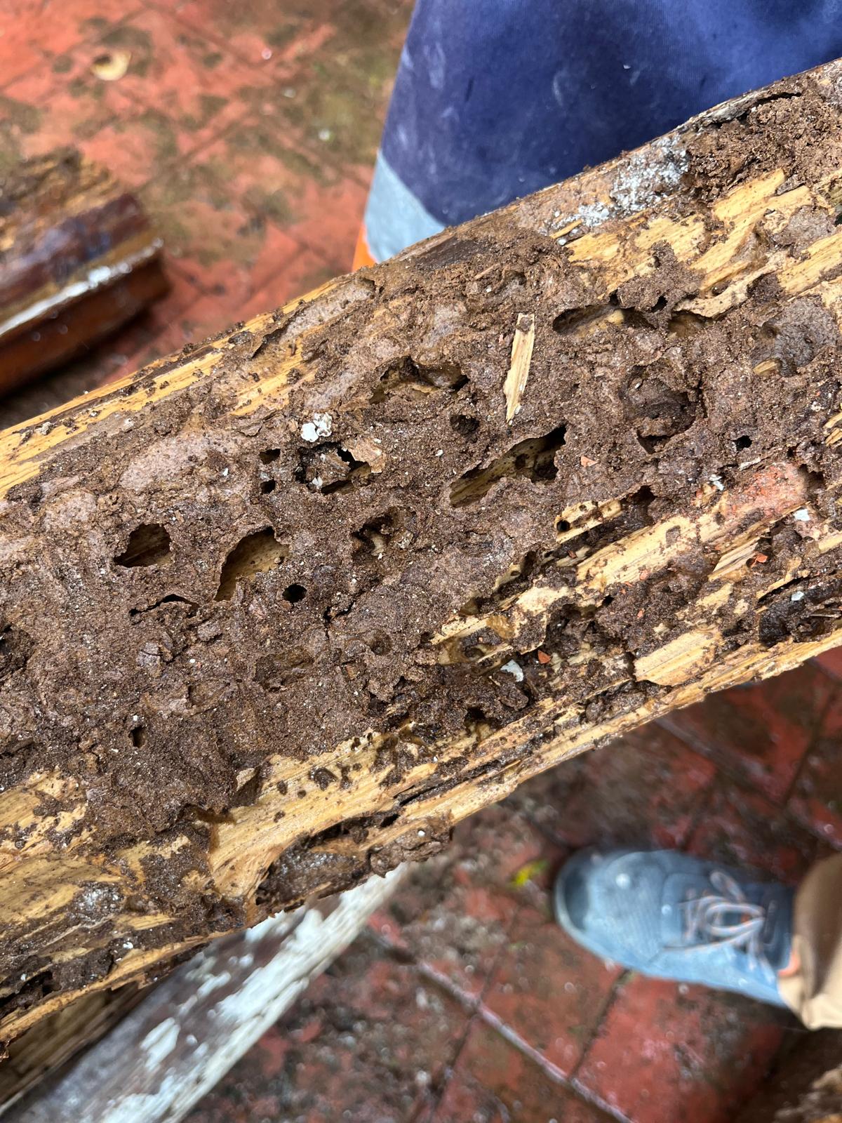 Detalle de agujeros de termitas en viga