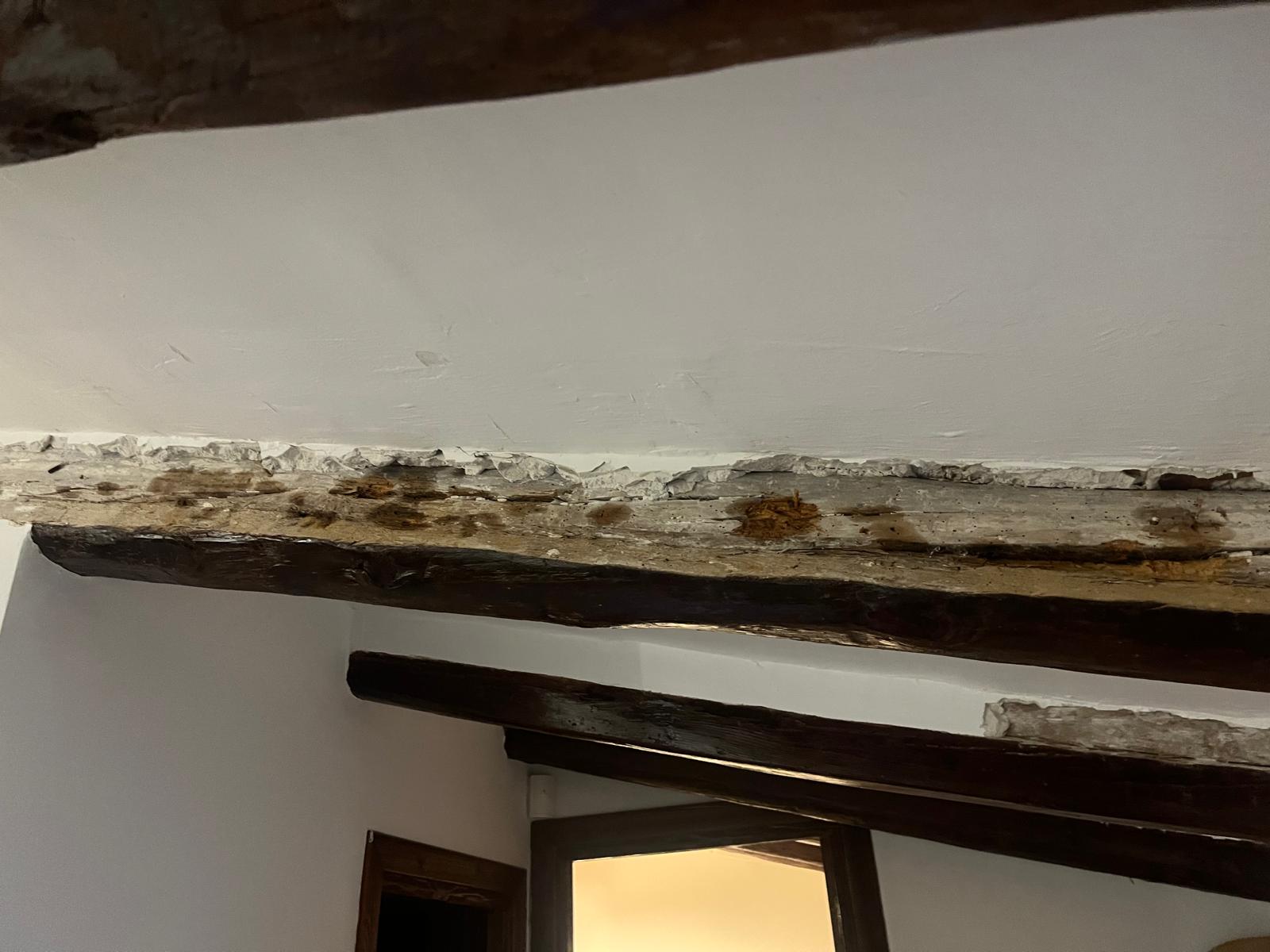 Daño por termitas con yeso deteriorado